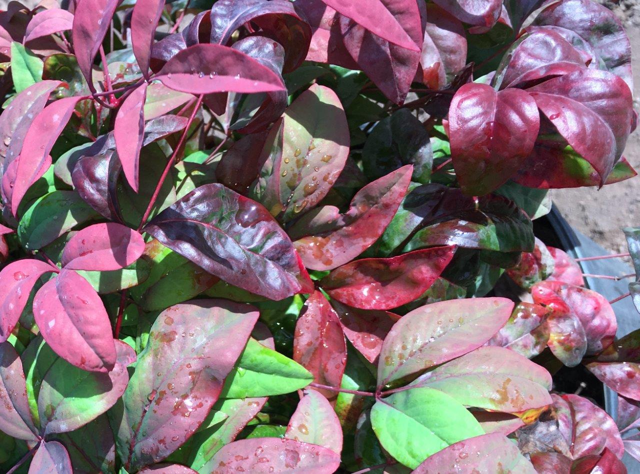 Firepower Nandina